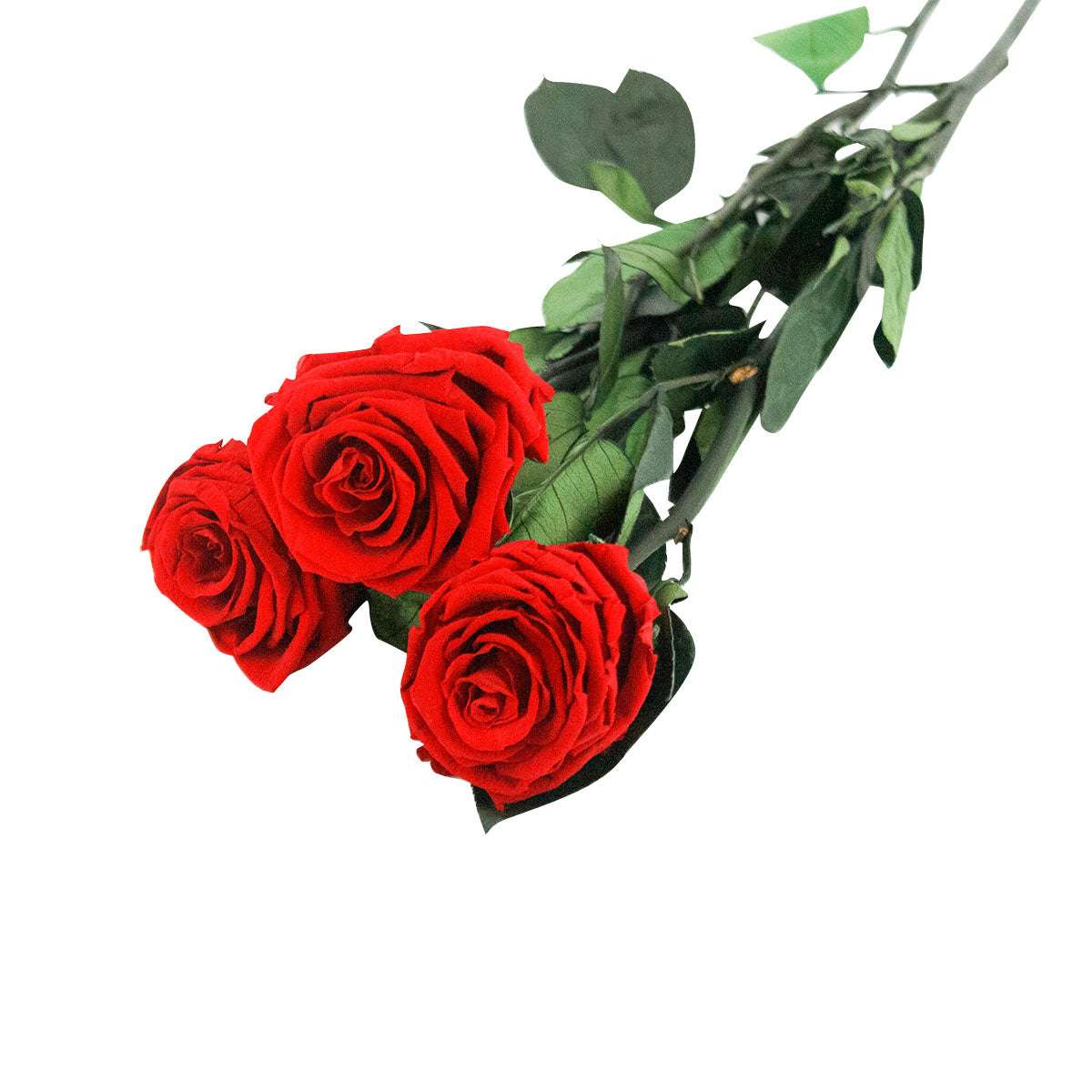 découvrez comment choisir les meilleures roses à longues tiges et apprendre à les entretenir pour qu'elles conservent toute leur beauté et fraîcheur plus longtemps.