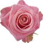 Rose longue tige : conseils pour choisir et entretenir ces fleurs élégantes