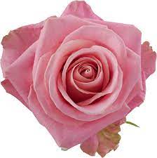 découvrez comment choisir des roses à longues tiges parfaites et apprendre les meilleures astuces pour les entretenir afin de conserver leur beauté et leur fraîcheur plus longtemps.