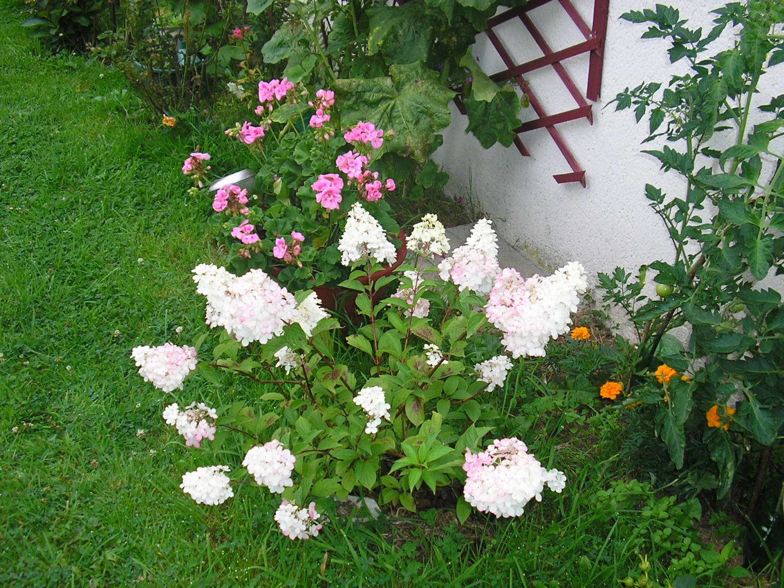 apprenez à cultiver l'hortensia vanille fraise facilement grâce à nos conseils pratiques pour un jardin coloré et florissant.