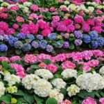 Hortensia vanille fraise : guide complet pour cultiver cette plante originale