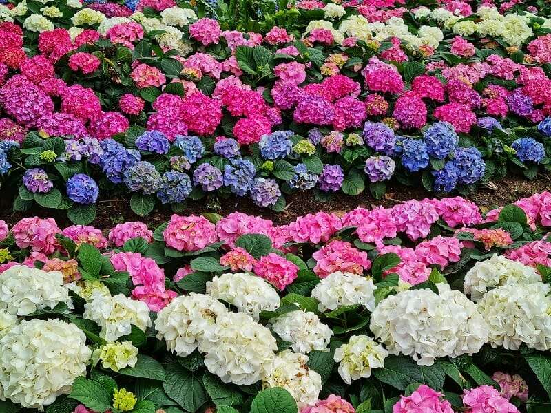 découvrez comment cultiver l'hortensia vanille fraise facilement : conseils d'arrosage, exposition, taille et entretien pour des fleurs magnifiques et colorées tout au long de la saison.
