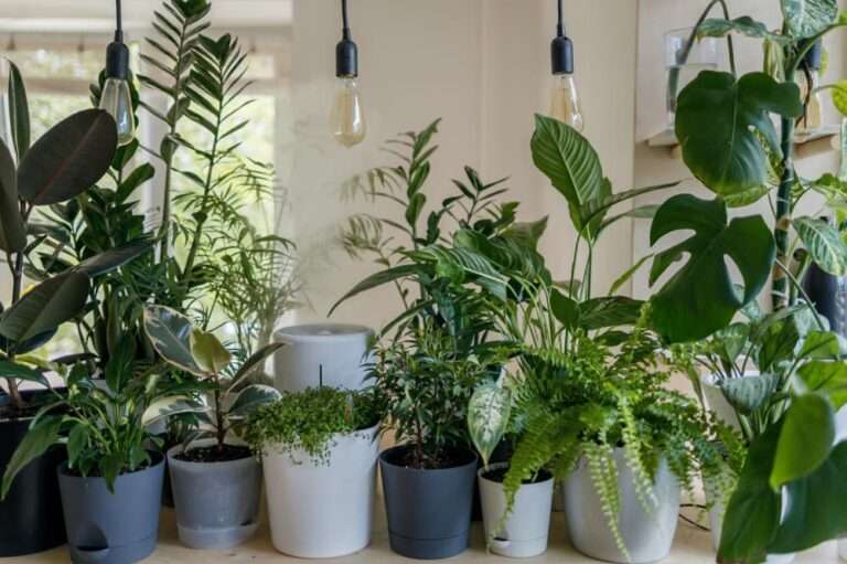 découvrez comment éliminer efficacement les moucherons dans le terreau et protéger vos plantes grâce à nos conseils simples et naturels.