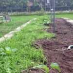 Comment éliminer les moucherons dans le terreau pour un jardin sain