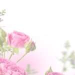 Tout savoir sur les fleurs de palmiers et leur diversité