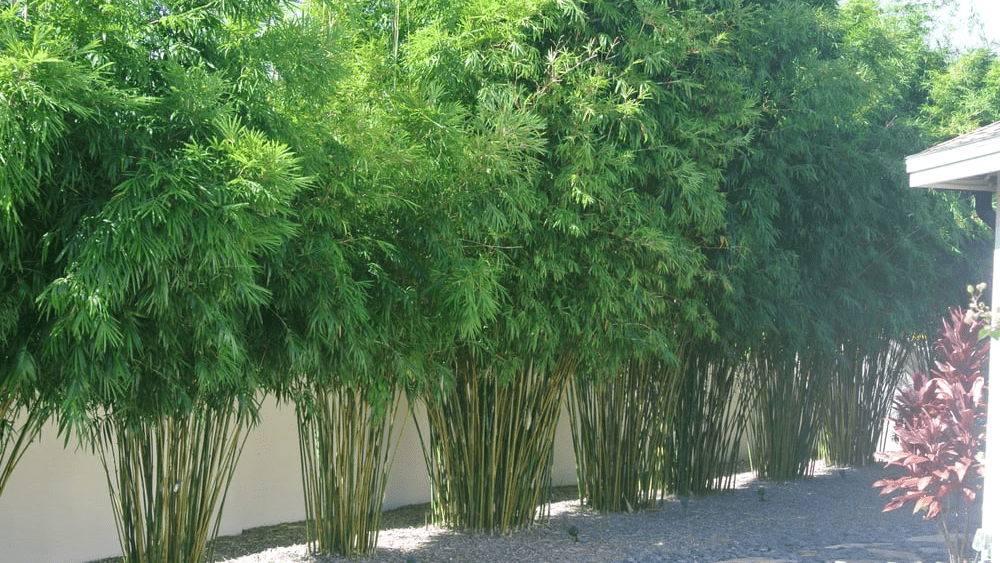 découvrez notre haie en bambou, une solution naturelle et élégante pour délimiter votre jardin tout en apportant une touche d'exotisme et de verdure.
