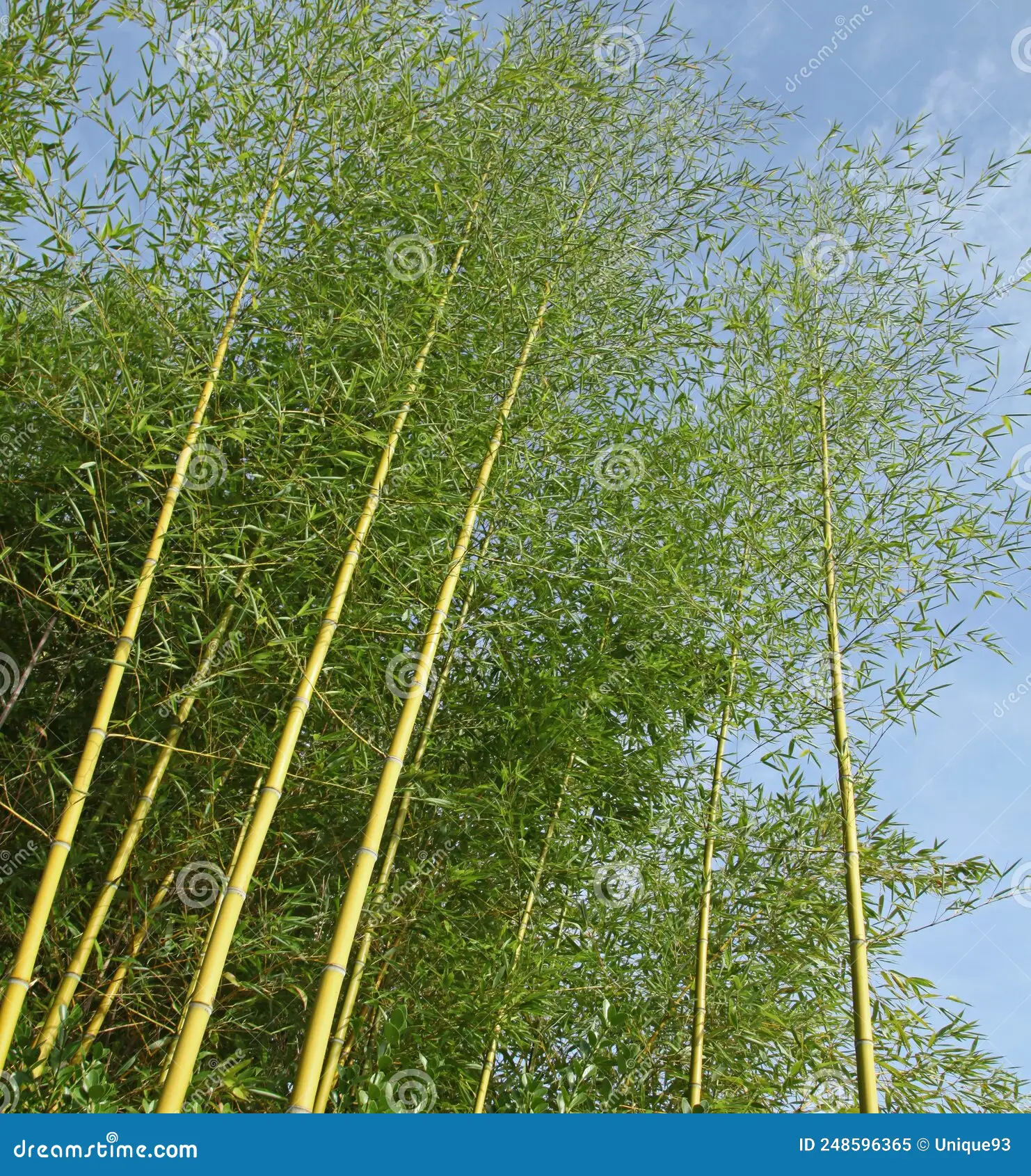 découvrez notre haie en bambou, une solution naturelle et élégante pour délimiter votre jardin tout en apportant une touche d'exotisme et de verdure.