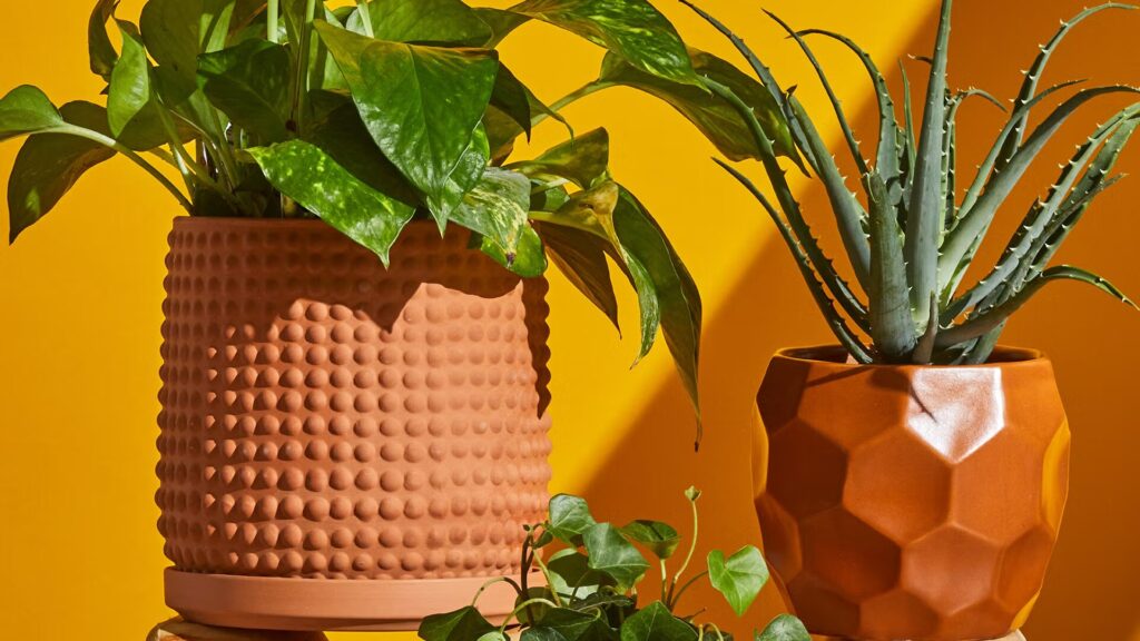 découvrez tout sur les plantes : conseils de culture, entretien, et astuces pour un jardin florissant.