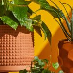 Quelle plante choisir pour décorer votre salle de bain