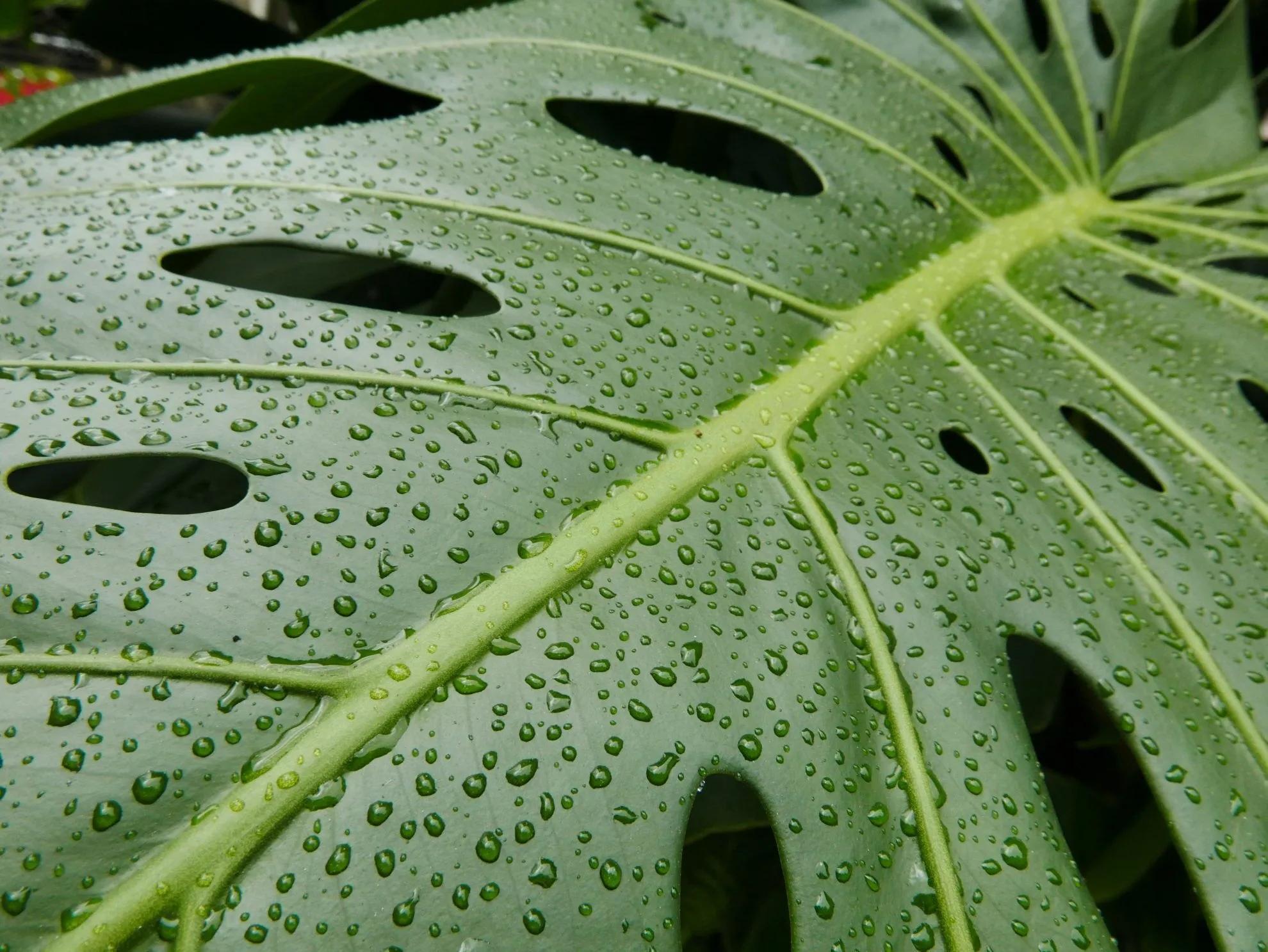 découvrez tout sur les plantes : conseils de culture, entretien, variétés, et astuces pour embellir votre jardin ou intérieur.