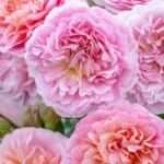 Tout savoir sur la vie des roses : croissance, entretien et beauté