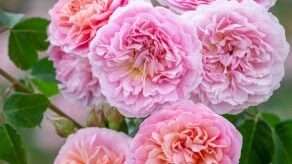 découvrez la beauté intemporelle des roses, symboles d'amour et de passion, disponibles dans une variété de couleurs et de styles pour toutes les occasions.