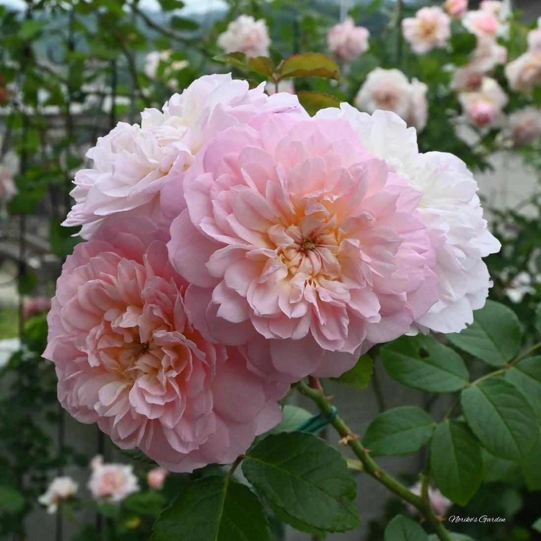 découvrez notre sélection exquise de roses fraîches, symboles d'élégance et d'amour, parfaites pour toutes vos occasions spéciales.