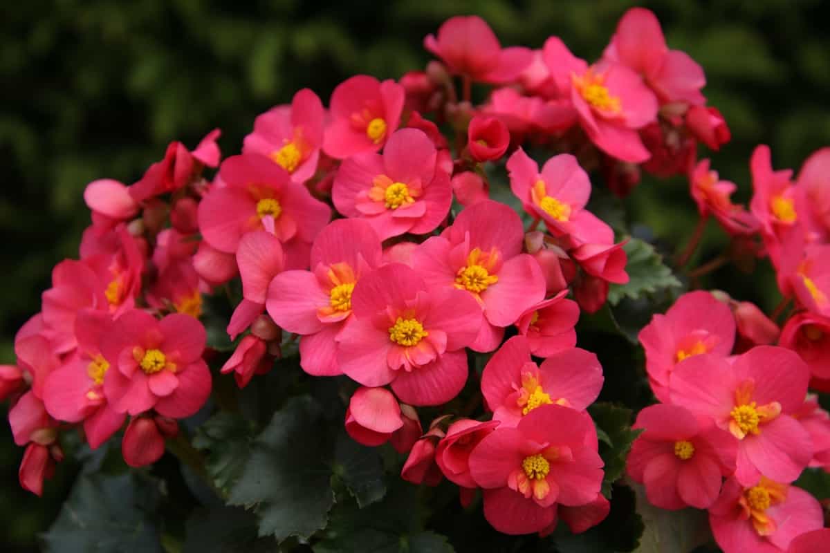 découvrez nos magnifiques bégonias, des plantes élégantes et colorées idéales pour égayer votre jardin ou votre intérieur toute l'année.