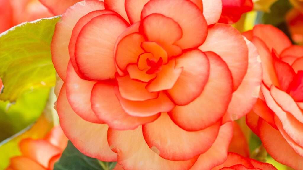découvrez tout sur les bégonias : conseils de culture, variétés populaires et astuces pour un jardin éclatant de couleurs.