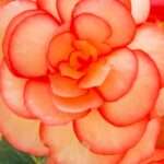 Tout savoir sur les différentes sortes de bégonias et leurs caractéristiques