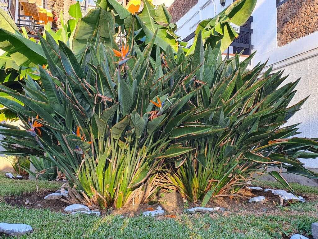 guide complet pour l'entretien de l'oiseau de paradis : conseils sur l'arrosage, l'exposition, la taille et les soins pour une plante magnifique et vigoureuse.