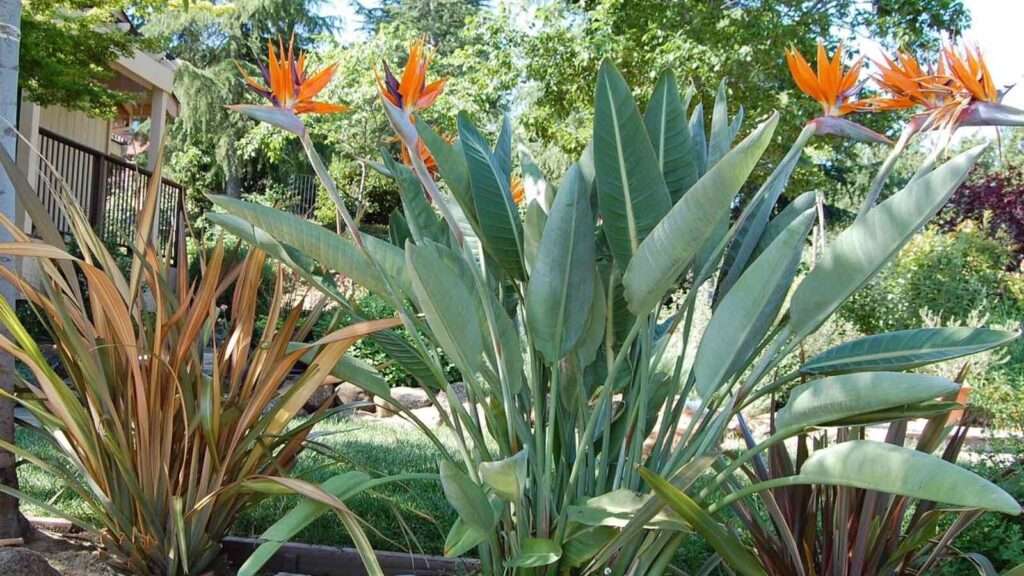 guide complet sur l'entretien des plantes d'oiseau de paradis : conseils d'arrosage, exposition, et soins pour une plante saine et florissante.