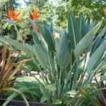 Plante oiseau du paradis intérieur : conseils pour bien l entretenir et la cultiver