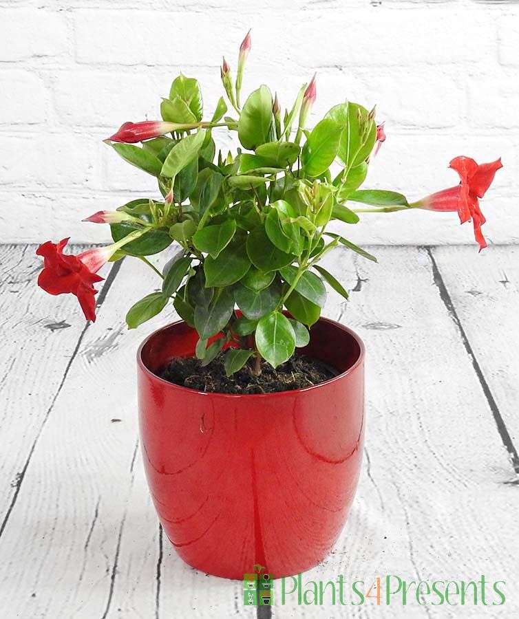 découvrez nos dipladénias de qualité à prix abordable, parfaits pour égayer votre jardin avec des fleurs éclatantes sans vous ruiner.