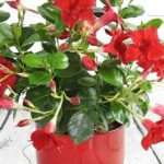 Où trouver du dipladenia pas cher et de qualité