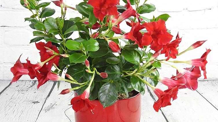 découvrez nos dipladénias de qualité à petit prix, parfaits pour embellir votre jardin sans vous ruiner. livraison rapide et garantie satisfaction.