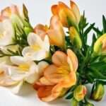 Bouquet de freesia : conseils pour choisir et entretenir vos fleurs