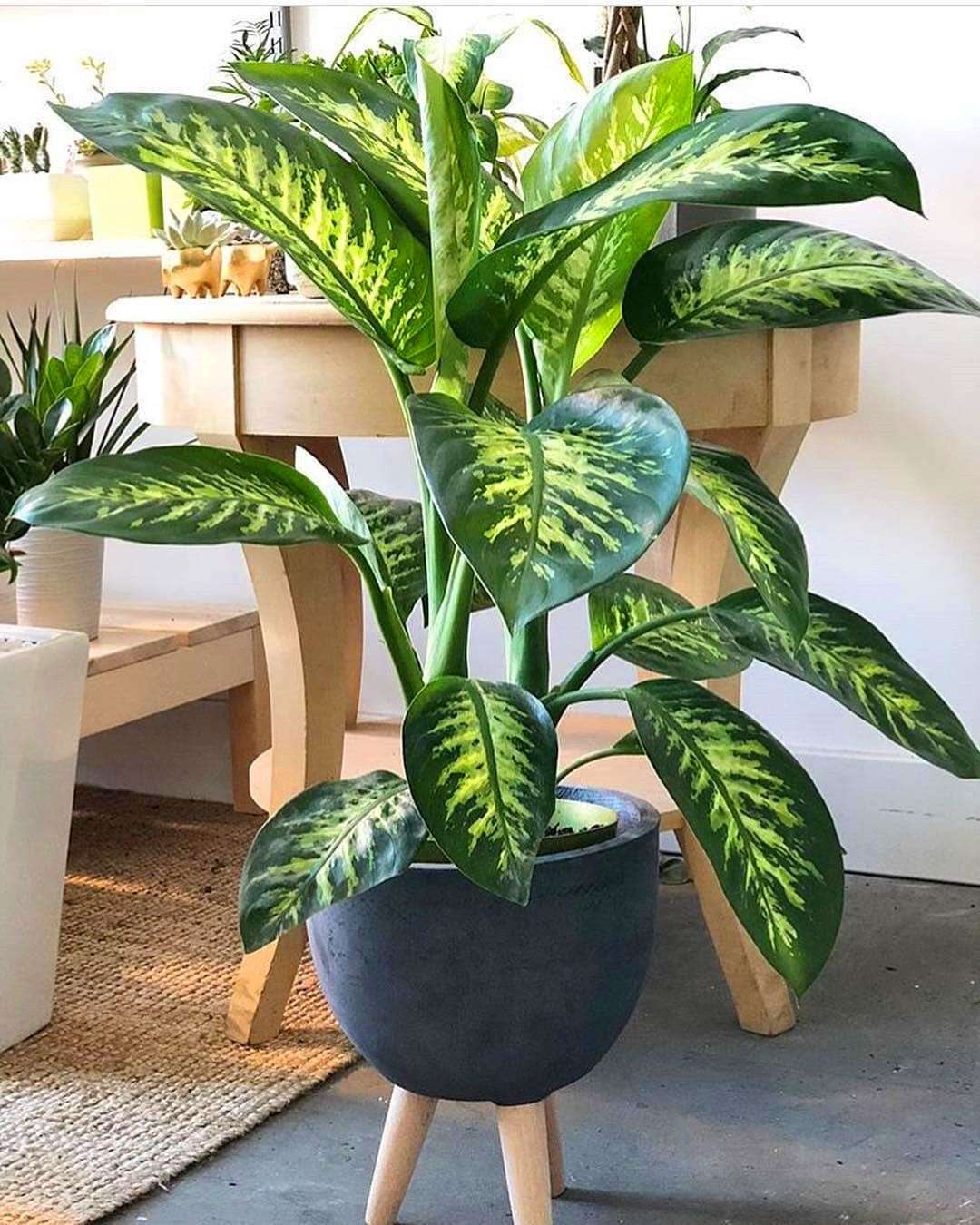découvrez nos idées déco avec des plantes d'intérieur pour créer un espace naturel et apaisant chez vous.