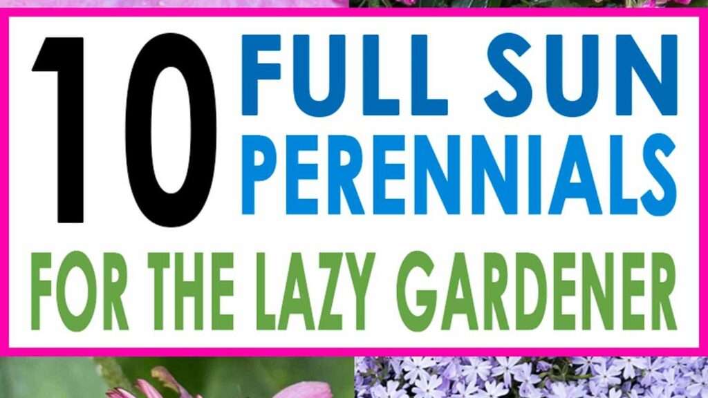 découvrez notre sélection de plantes vivaces idéales pour les zones en plein soleil, parfaites pour un jardin éclatant toute l'année.