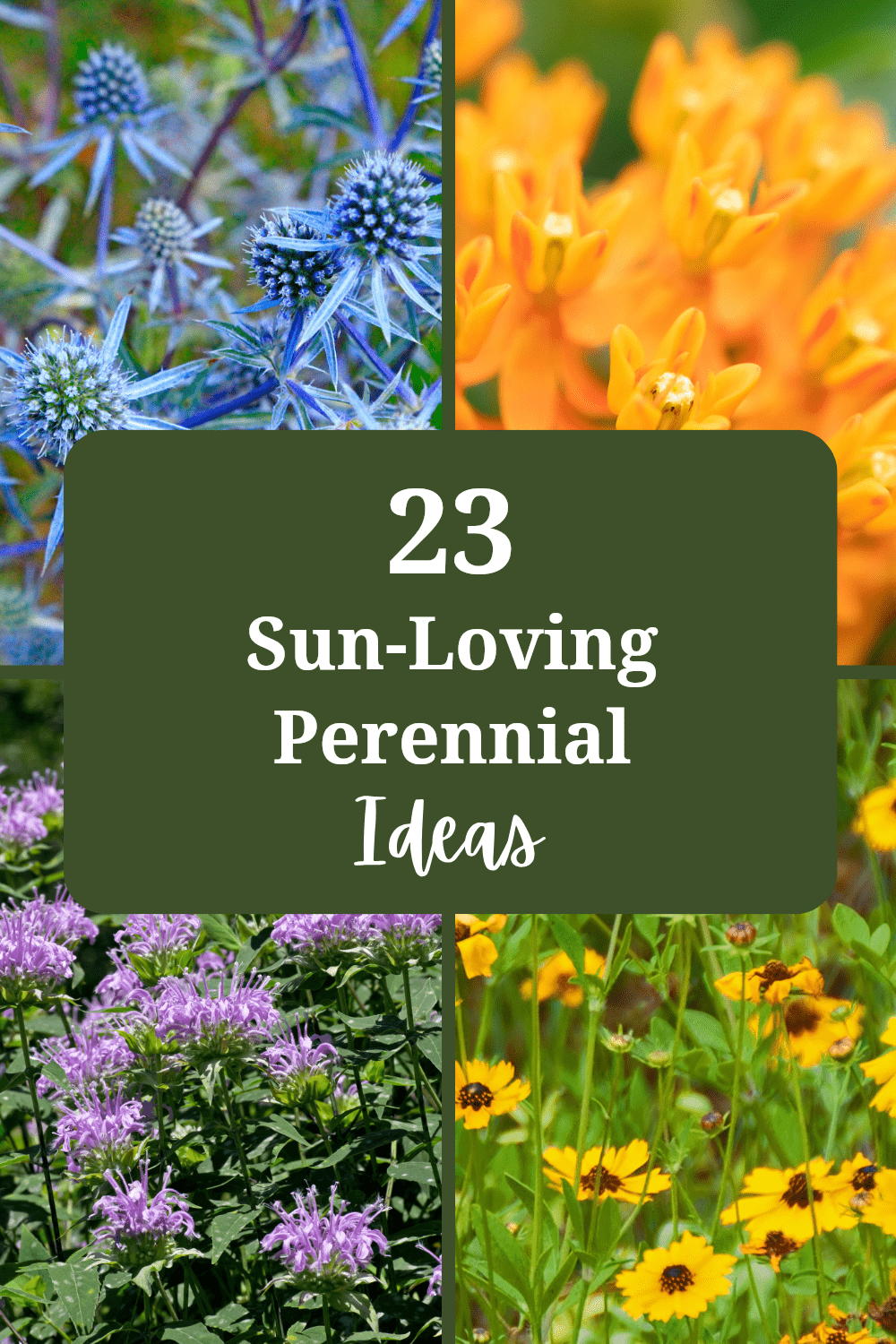 découvrez notre sélection de plantes vivaces idéales pour les zones en plein soleil, parfaites pour un jardin éclatant toute l'année.