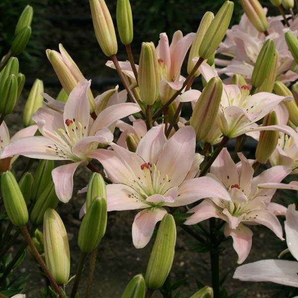 découvrez la pink fleur-de-lys, une élégante fleur symbolique alliant beauté et raffinement, parfaite pour vos décorations et créations florales.