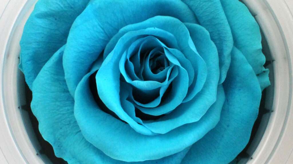 découvrez nos roses préservées, des fleurs élégantes et durables qui conservent toute leur beauté naturelle pendant des mois. parfaites pour un cadeau ou une décoration raffinée.