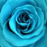 Fleuriste rose éternelle : tout savoir sur la décoration florale qui dure