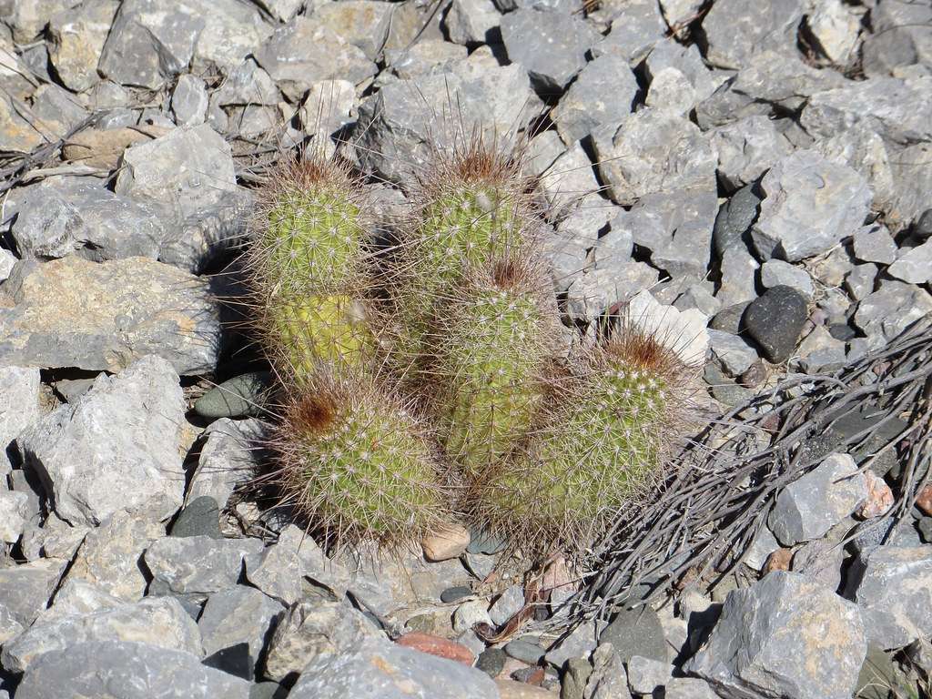 découvrez le san juan cactus, une plante succulente unique parfaite pour embellir votre intérieur ou jardin avec une touche naturelle et exotique.