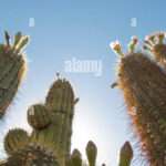 Découvrir les caractéristiques uniques du cactus de san juan