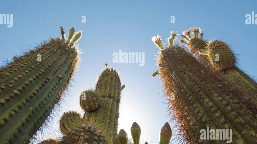 découvrez san juan cactus, une collection unique de cactus exotiques idéale pour embellir votre intérieur ou jardin avec des plantes faciles à entretenir.