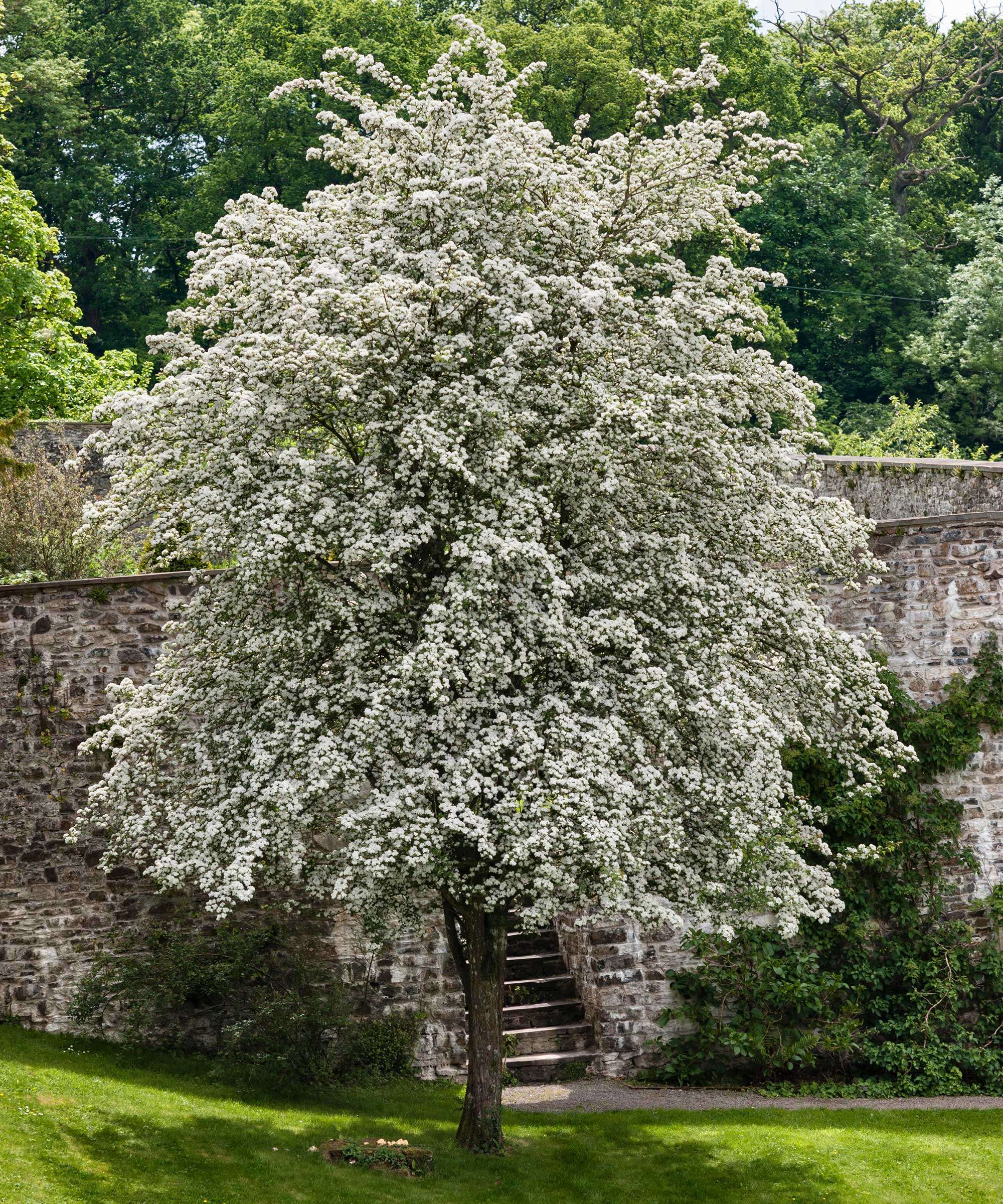 découvrez notre sélection de petits arbres idéaux pour votre jardin, alliant esthétisme et facilité d'entretien pour sublimer vos espaces extérieurs.