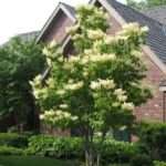 Quel petit arbre choisir pour un jardin et pourquoi