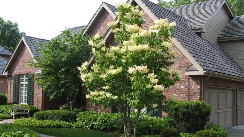 découvrez notre sélection de petits arbres parfaits pour embellir votre jardin et apporter une touche naturelle et élégante à votre espace extérieur.