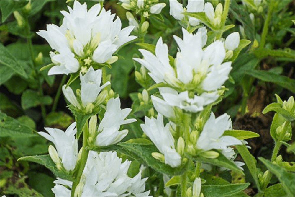 découvrez la clochette blanche, une fleur délicate et élégante idéale pour embellir vos jardins et compositions florales.