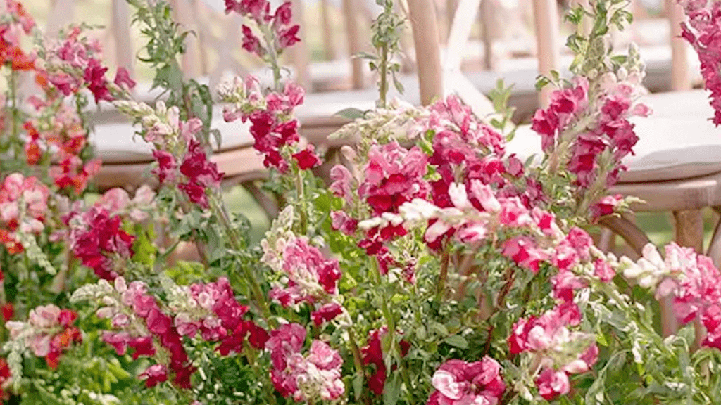 découvrez nos magnifiques fleurs de mariage pour avril, parfaites pour une célébration printanière pleine de fraîcheur et de couleurs éclatantes.