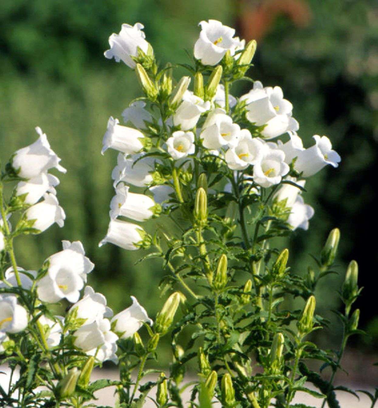 découvrez notre collection élégante de bell flowers, des fleurs en forme de cloche idéales pour apporter une touche de charme et de fraîcheur à votre jardin ou vos arrangements floraux.