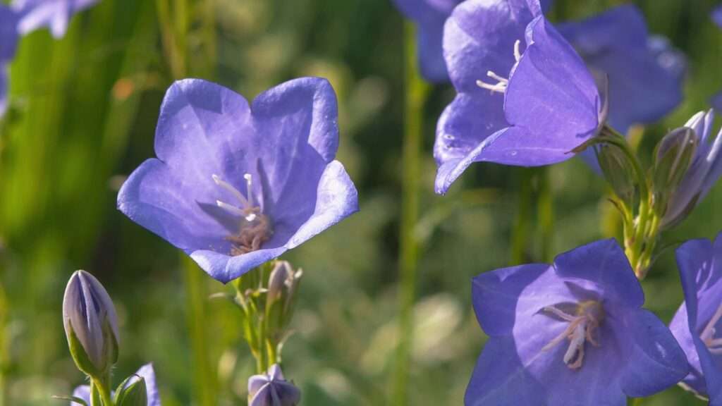 découvrez la beauté délicate des cloches florales, des fleurs élégantes aux formes uniques qui embellissent votre jardin et apportent une touche de charme naturel.