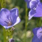 Tout savoir sur les fleurs en cloches et leurs variétés