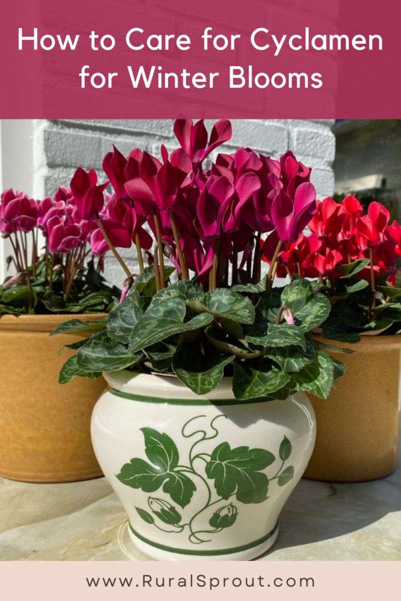 découvrez nos conseils pour prendre soin de votre cyclamen : arrosage, exposition, température et astuces pour prolonger sa floraison.