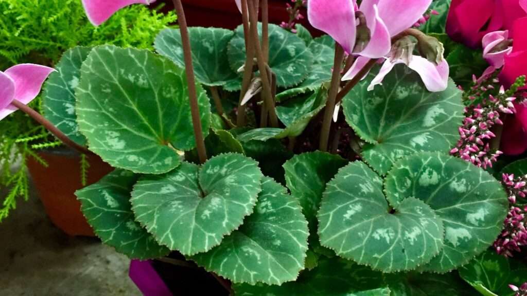 découvrez comment prendre soin de votre cyclamen pour qu'il fleurisse longtemps avec nos conseils d'arrosage, d'éclairage et d'entretien adaptés.