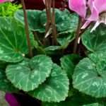 Tout savoir sur le cyclamen persicum et ses soins