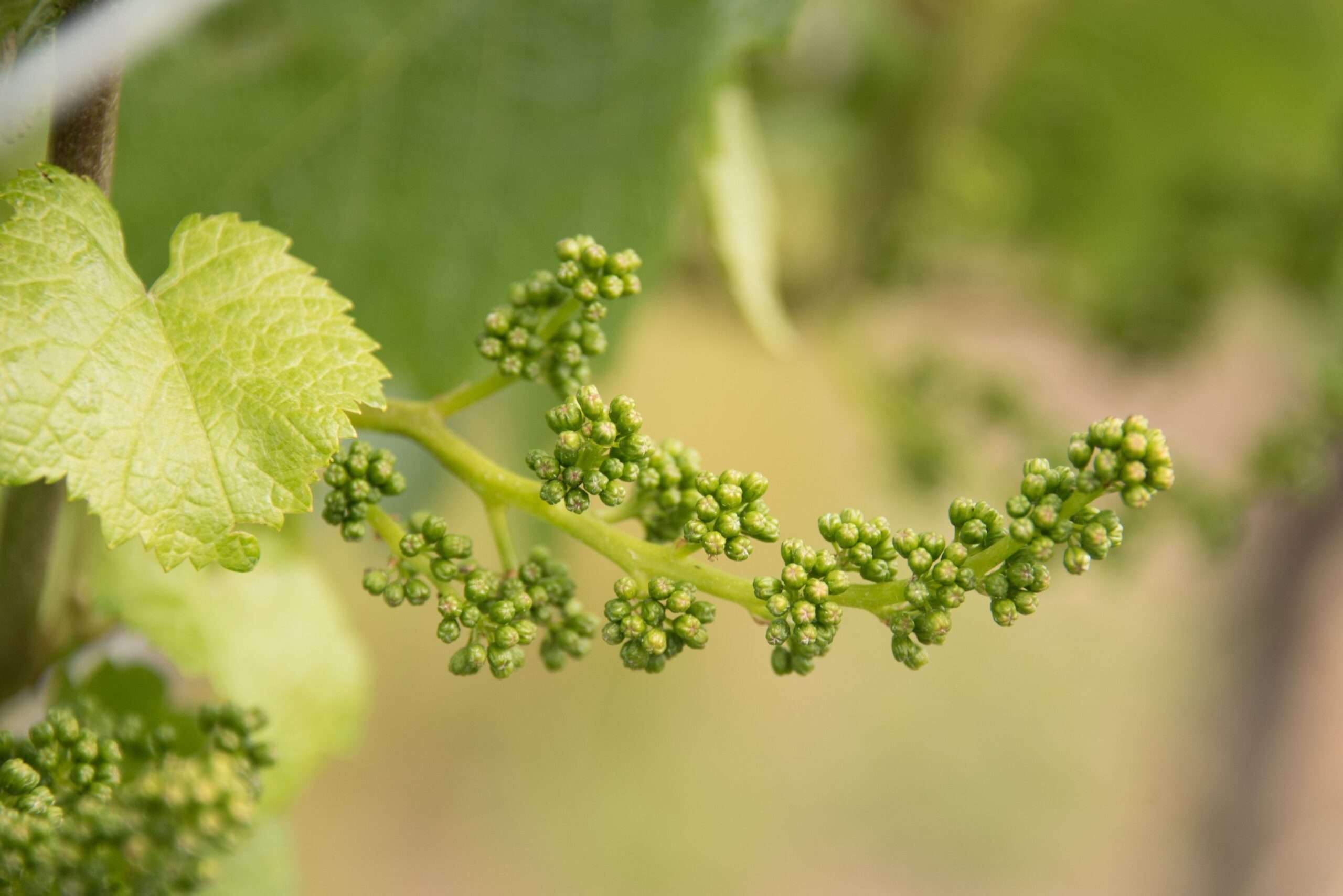 découvrez tout sur la floraison de la vigne : phases clés, importance pour la production de raisins et conseils pour un vignoble sain.