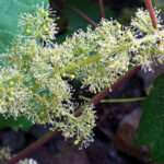 La vigne en fleurs : comprendre son cycle pour une meilleure récolte