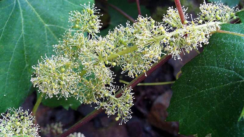 découvrez tout sur la floraison de la vigne : processus, période idéale et conseils pour un vignoble en pleine santé.